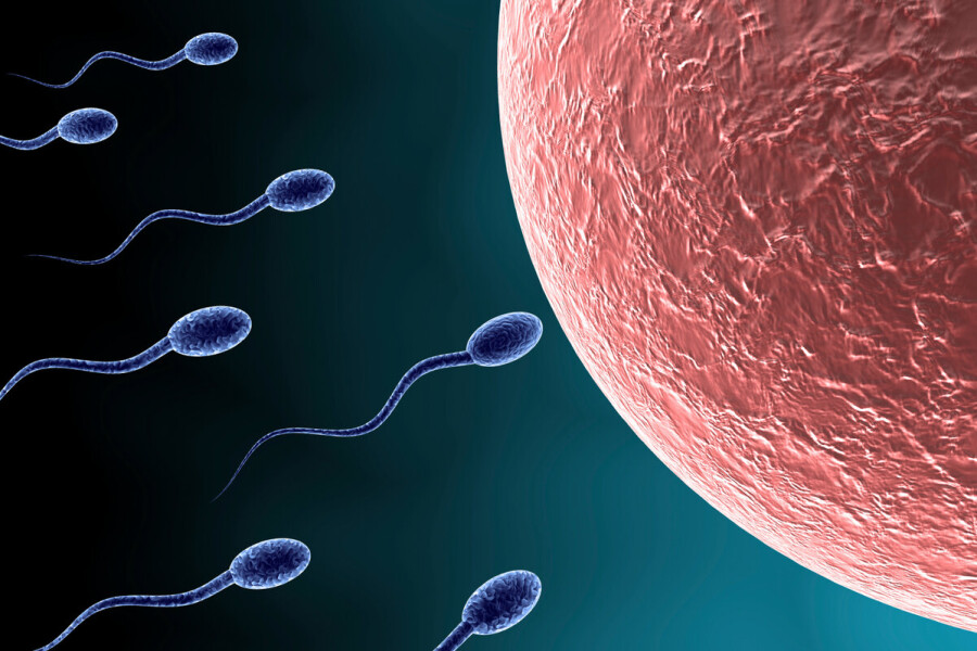 Sperm What Is It How Is It Produced And What Does The Ejaculate